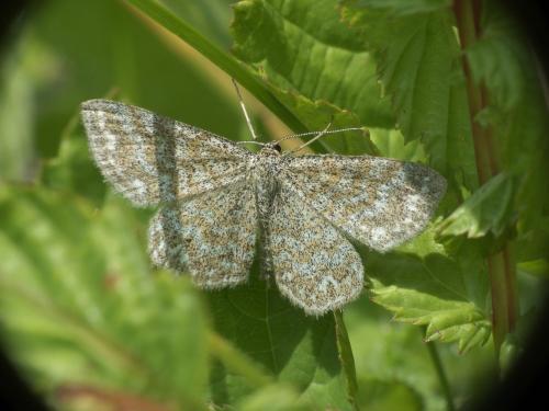 Réf. 223 500 : Scopula immorata